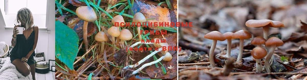 PSILOCYBIN Бугульма